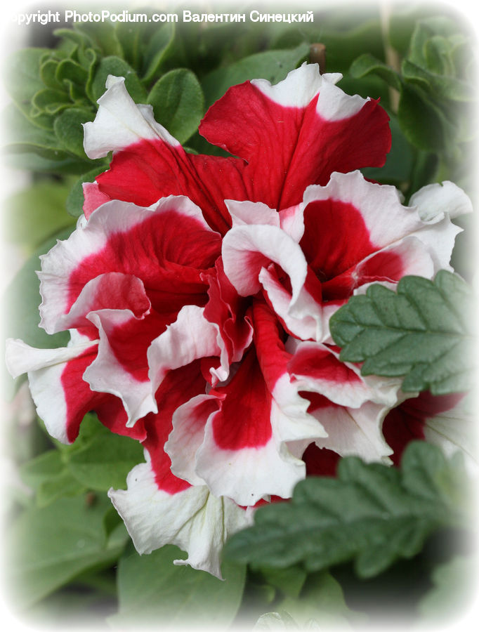 Blossom, Carnation, Flower, Plant, Flora, Geranium, Gladiolus