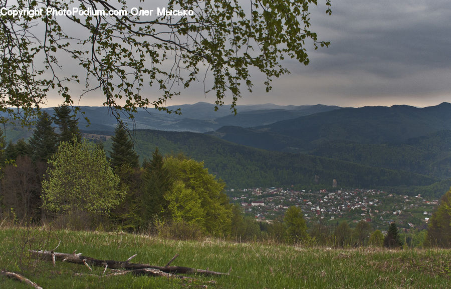 Field, Grass, Grassland, Land, Outdoors, Conifer, Fir