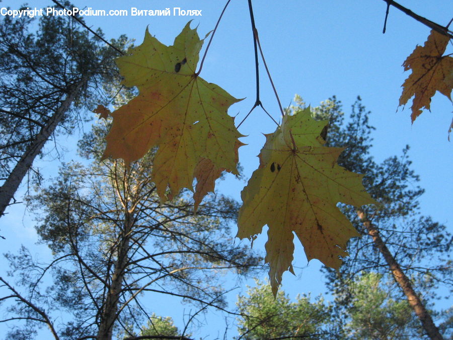 Leaf, Plant, Maple, Maple Leaf, Birch, Tree, Wood