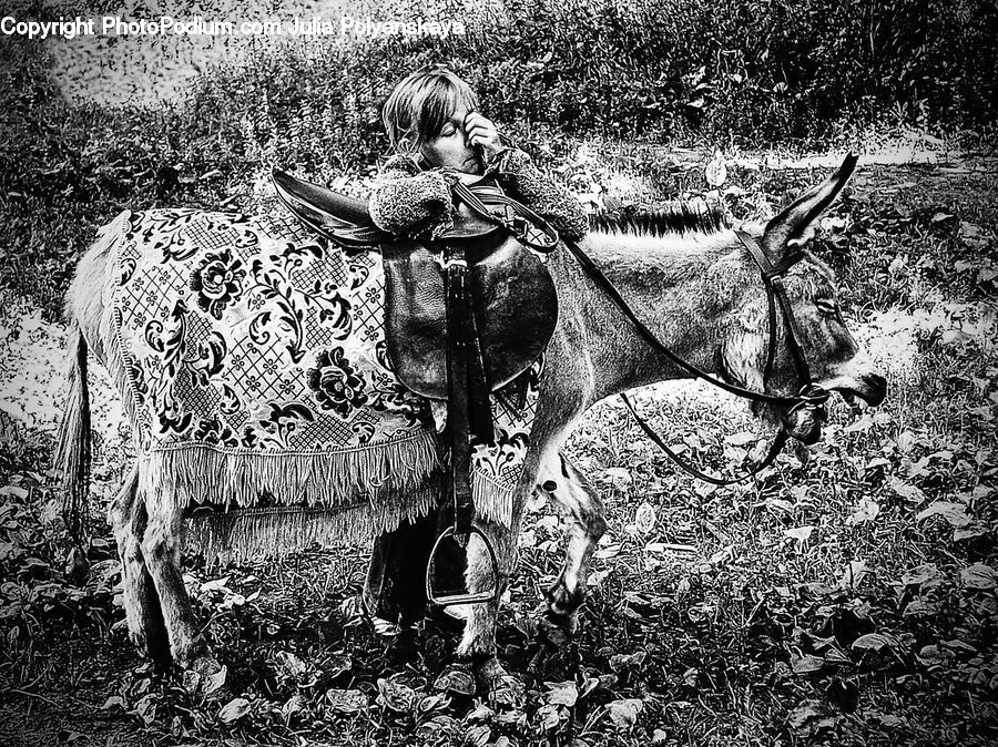 Angus, Animal, Bull, Mammal