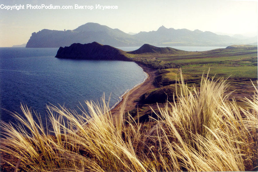 Grain, Wheat, Field, Grass, Grassland, Land, Outdoors