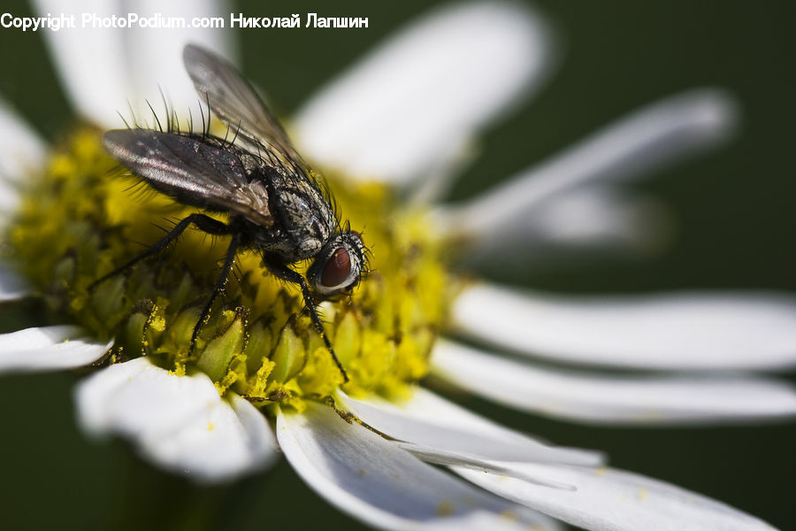 Flora, Pollen, Plant, Potted Plant, Bee, Insect, Invertebrate