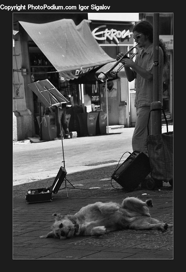 People, Person, Human, Umbrella, Animal, Zoo, Performer