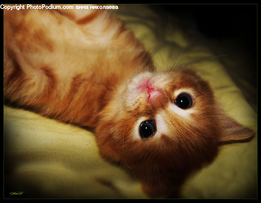 Animal, Cat, Kitten, Mammal, Pet, Face, Selfie