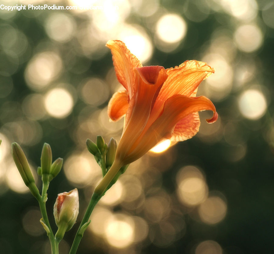 Bud, Plant, Flora, Flower, Gladiolus, Lily, Blossom