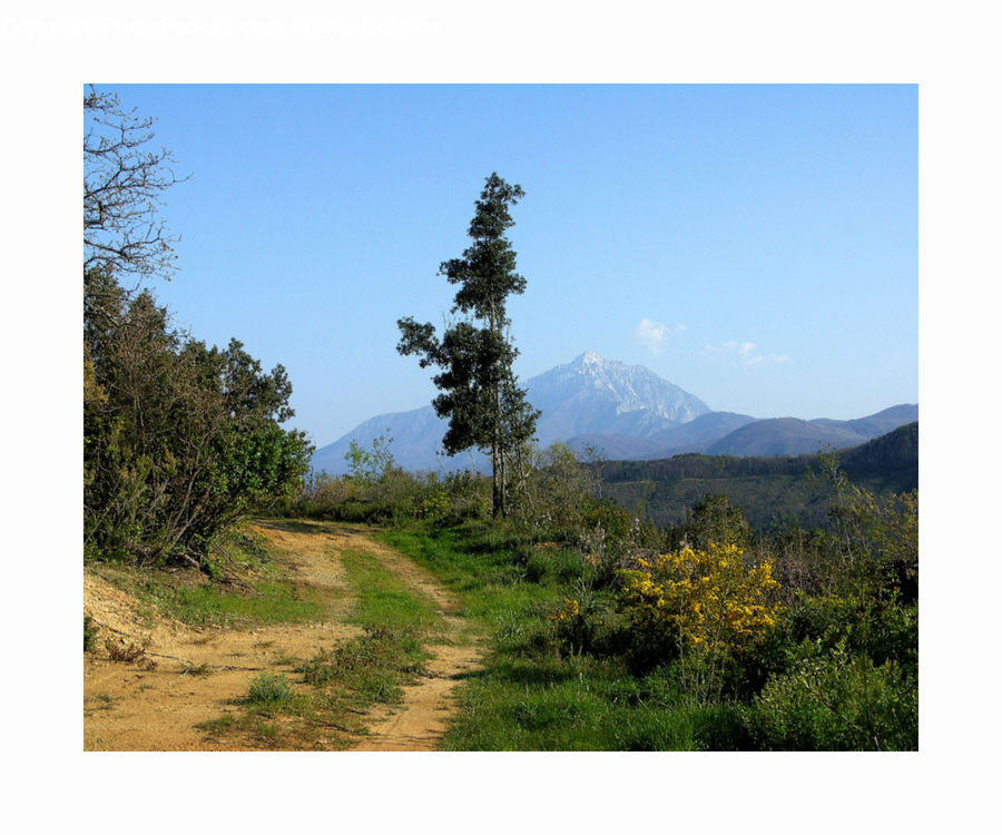 Dirt Road, Gravel, Road, Conifer, Fir, Plant, Tree