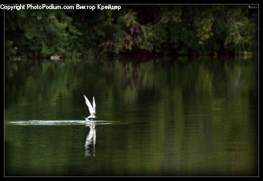 Water, Outdoors, Ripple, Cross, Leisure Activities