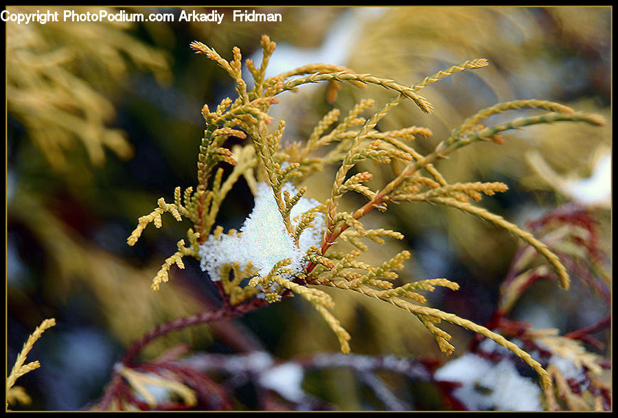 Conifer, Fir, Plant, Tree, Blossom, Flora, Flower