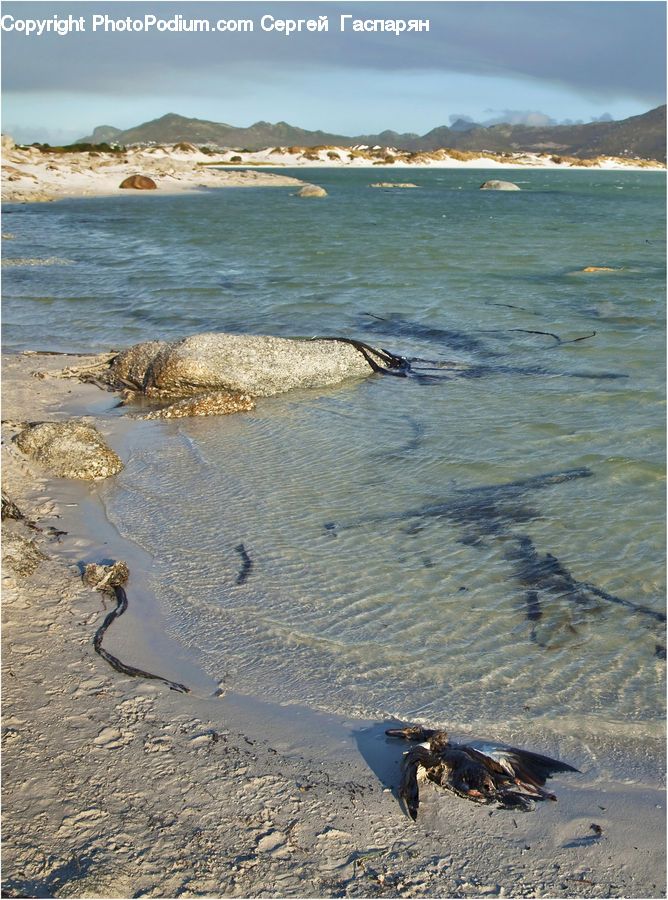 Beach, Coast, Outdoors, Sea, Water, Sand, Soil