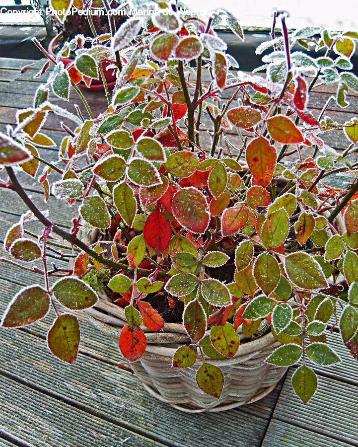 Frost, Ice, Outdoors, Snow, Art, Modern Art, Citrus Fruit