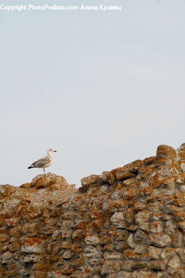 Bird, Crane Bird, Heron, Booby