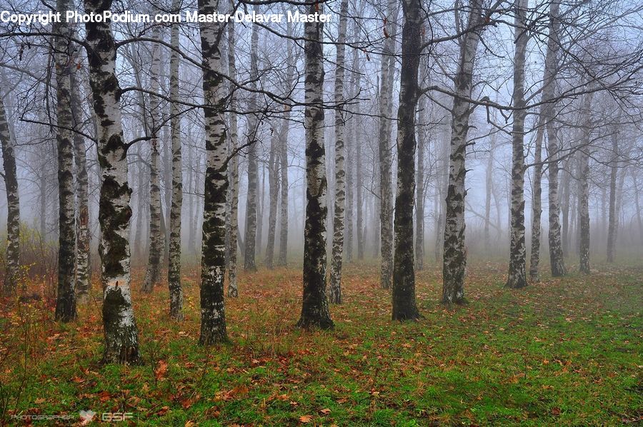 Birch, Tree, Wood, Forest, Vegetation, Grove, Land