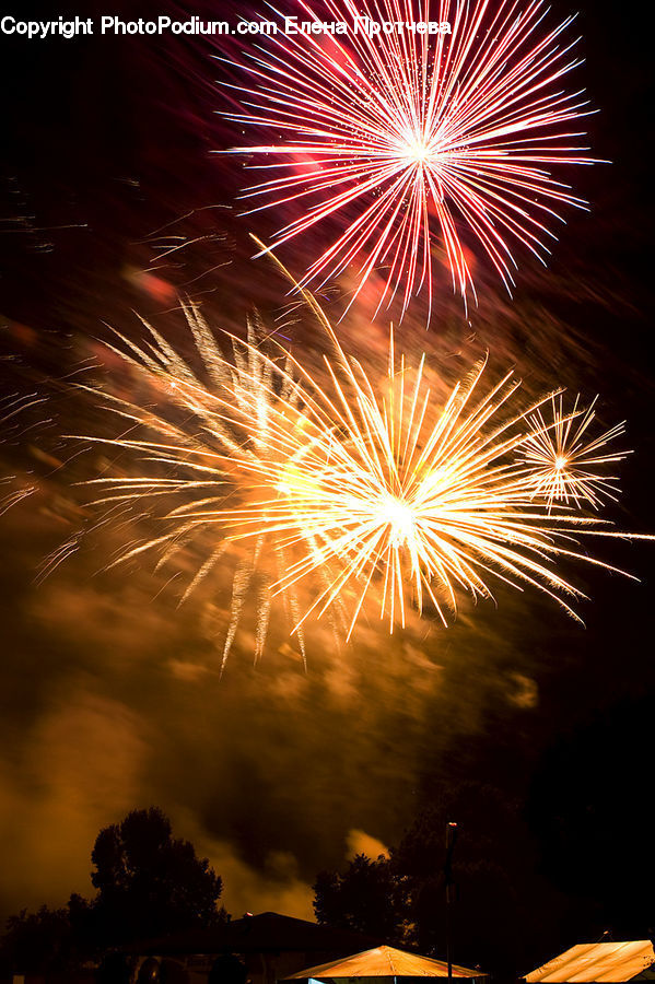 Fireworks, Night, Plant, Tree, Palm Tree, Conifer, Fir