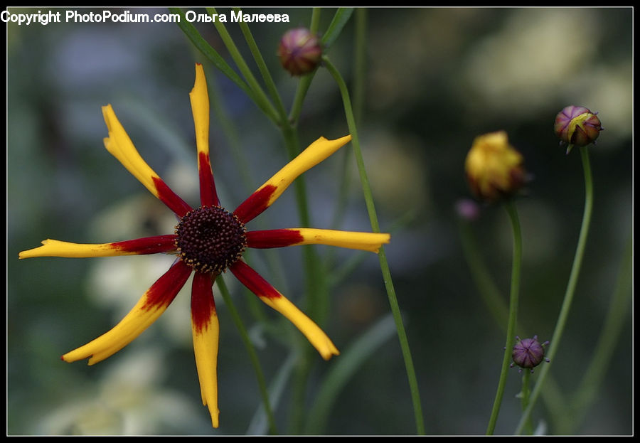 Blossom, Flora, Flower, Plant, Asteraceae, Daisies, Daisy