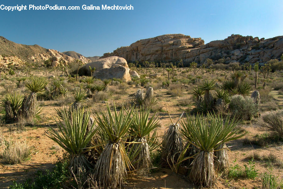 Agavaceae, Plant, Arecaceae, Palm Tree, Tree, Outdoors, Wilderness