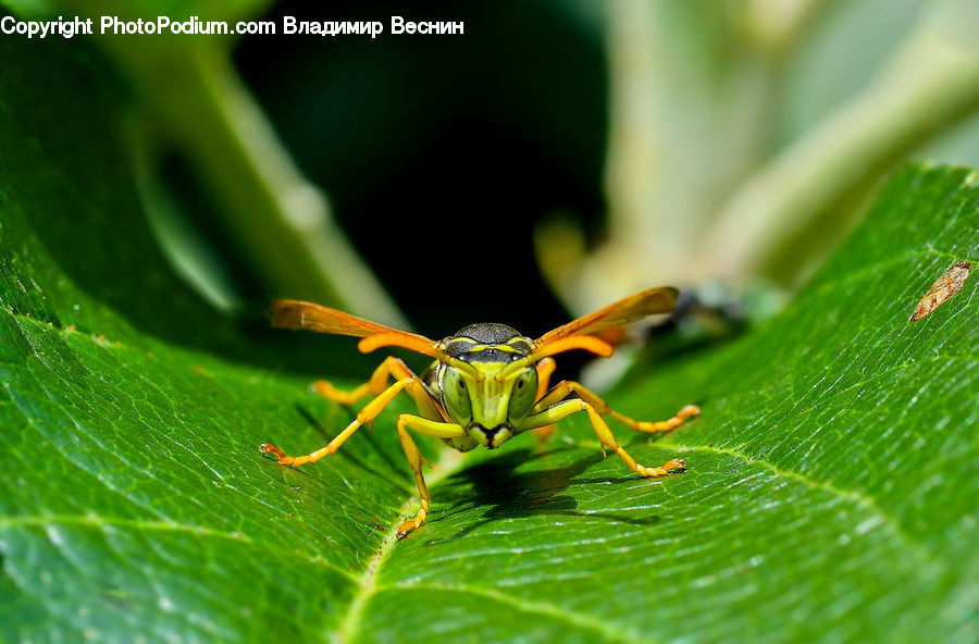 Cricket Insect, Grasshopper, Insect, Invertebrate, Arachnid, Garden Spider, Spider