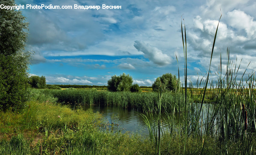 Field, Grass, Grassland, Plant, Land, Outdoors, Cloud