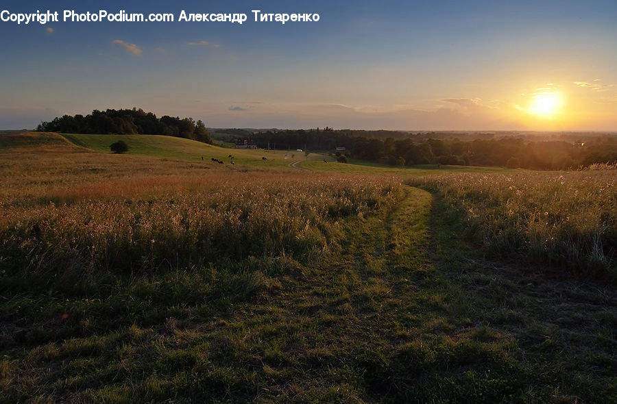 Field, Grass, Grassland, Land, Outdoors, Plant, Dirt Road