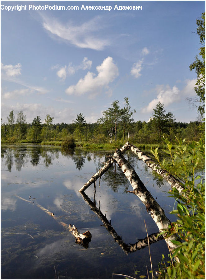 Outdoors, Pond, Water, Land, Marsh, Swamp, Blossom