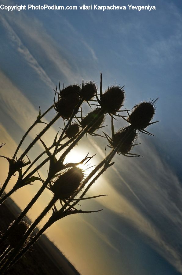 Flora, Flower, Plant, Thistle, Weed, Silhouette, Flare
