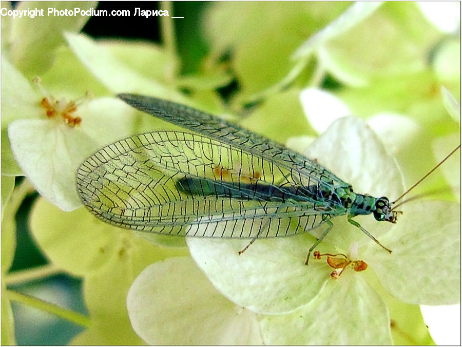 Anisoptera, Dragonfly, Insect, Invertebrate, Butterfly, Cricket Insect, Grasshopper