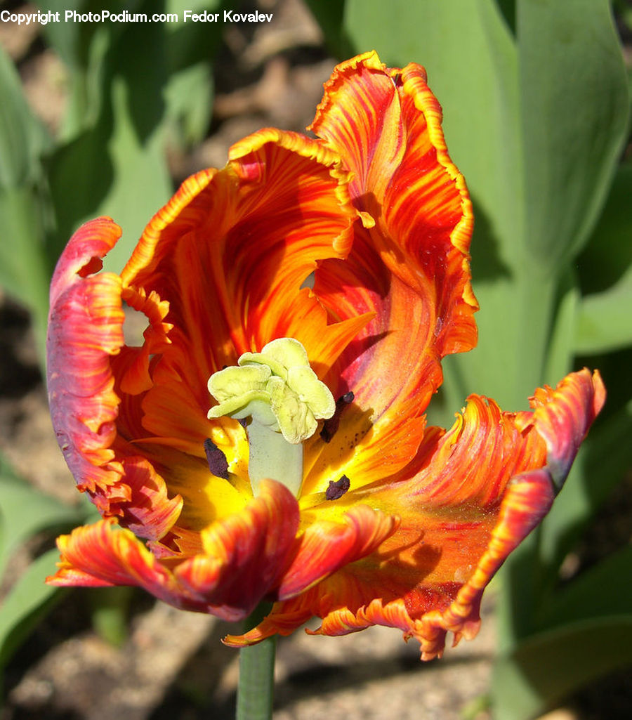 Flora, Flower, Gladiolus, Plant, Banana, Fruit, Blossom