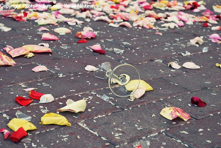 Confetti, Paper, Pavement, Bird, Dove, Pigeon, Leaf