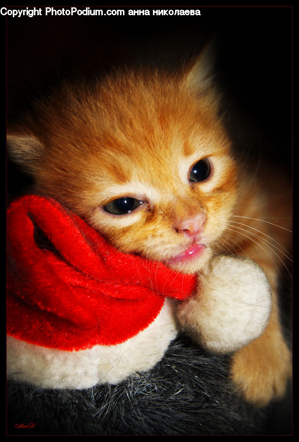 Animal, Pet, Abyssinian, Cat, Mammal, Kitten, Face