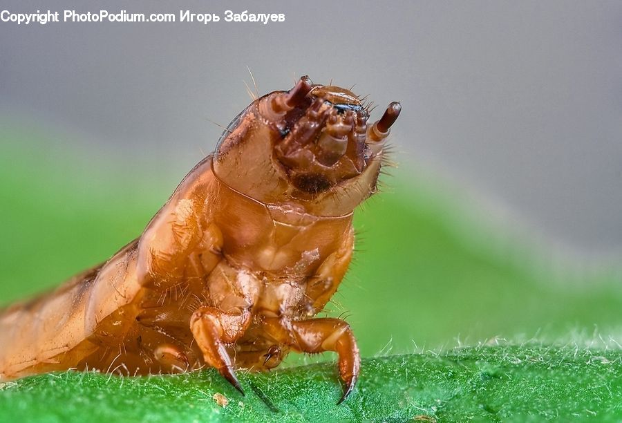 Arachnid, Garden Spider, Insect, Invertebrate, Spider, Cockroach, Cricket Insect