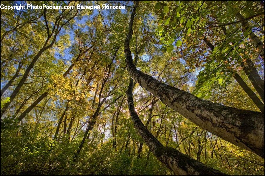 Forest, Vegetation, Plant, Tree, Birch, Wood, Oak