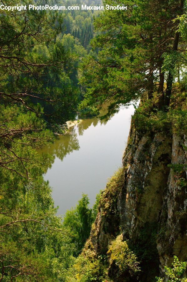 Forest, Grove, Land, Vegetation, Conifer, Fir, Plant