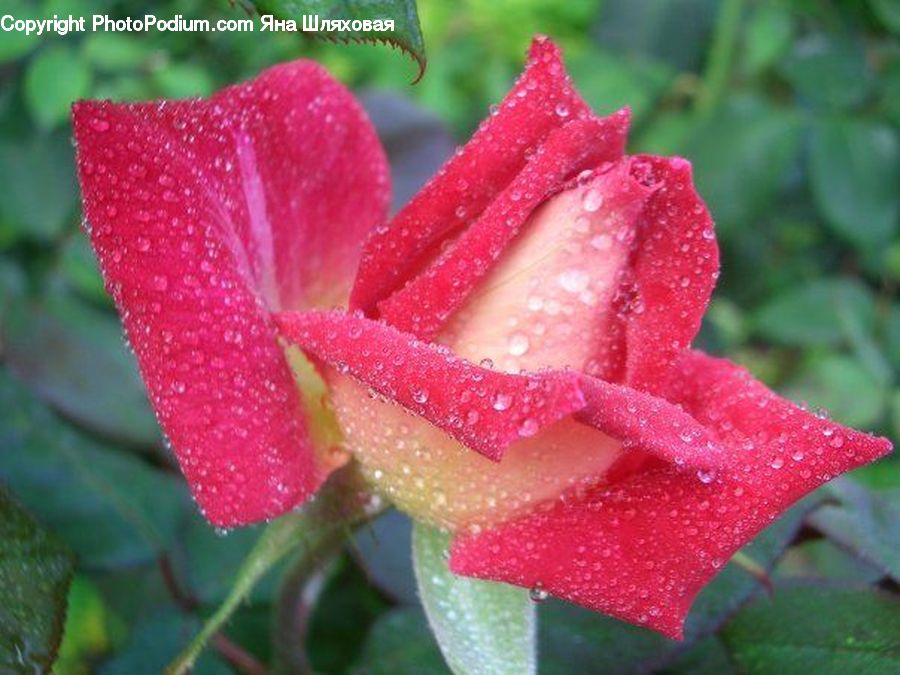 Blossom, Flower, Plant, Rose, Flora, Fruit, Strawberry