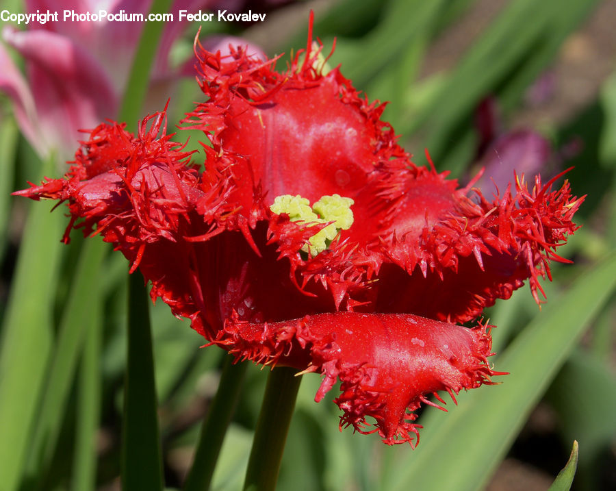 Blossom, Carnation, Flower, Plant, Flora, Gladiolus