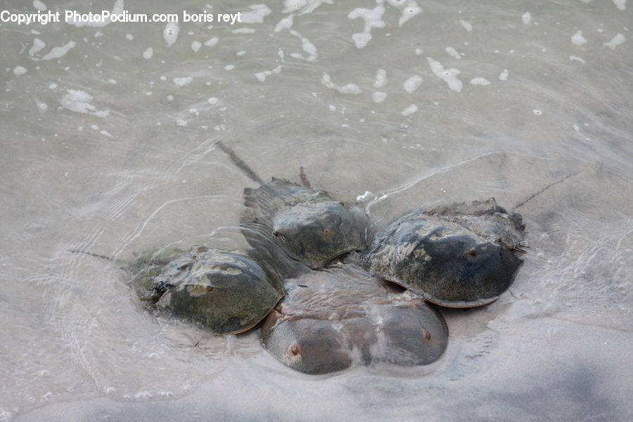Reptile, Sea Life, Sea Turtle, Tortoise, Turtle, Fish, Flounder