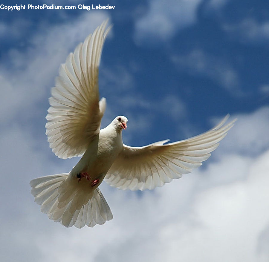Bird, Dove, Pigeon, Head, Portrait