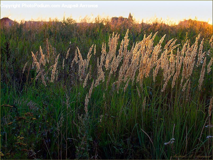 Field, Grass, Grassland, Plant, Reed, Vegetation, Conifer