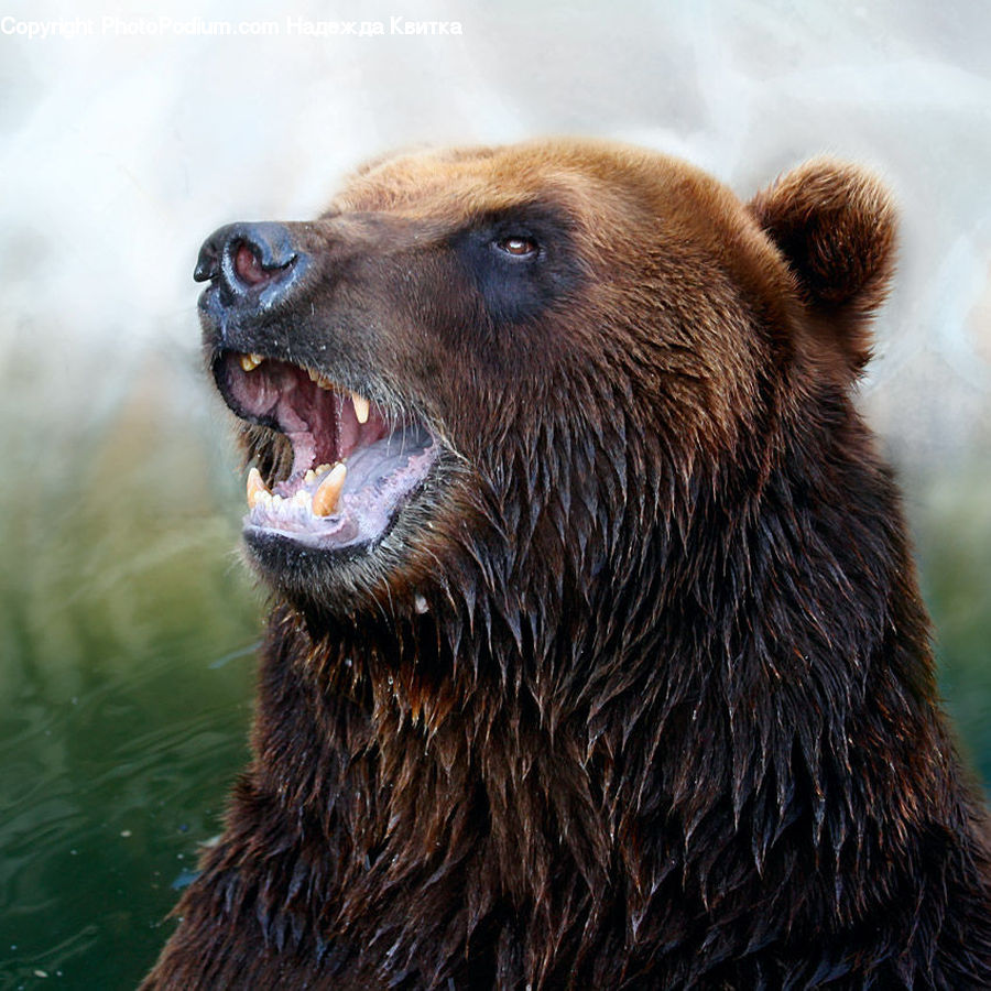 Animal, Bear, Brown Bear, Mammal