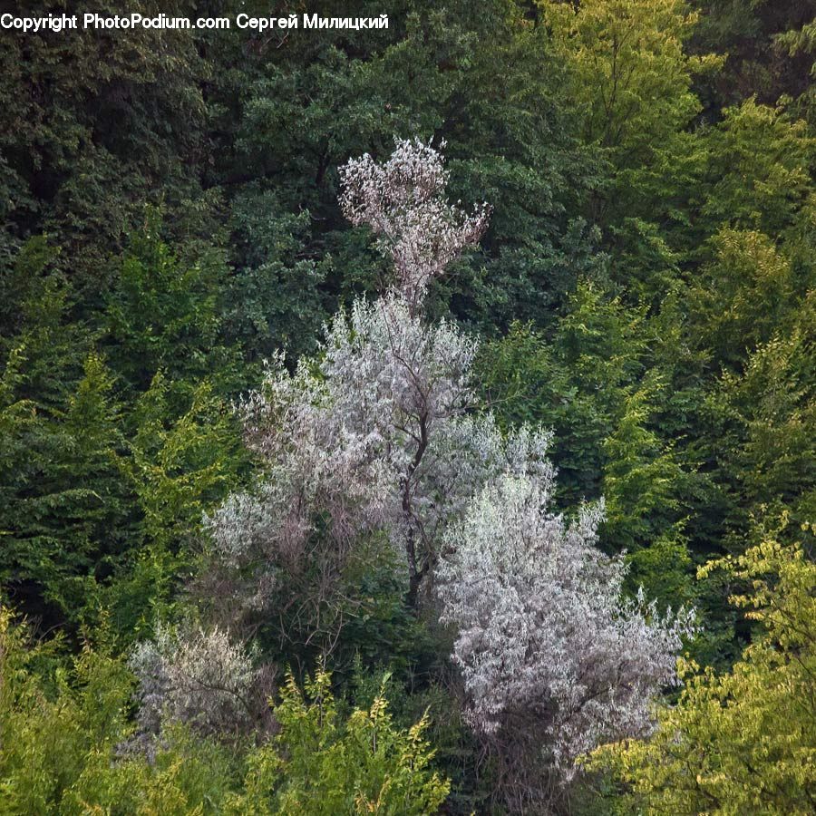 Blossom, Flora, Flower, Plant, Lilac, Bush, Vegetation