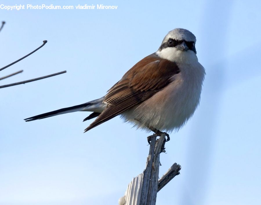 Bird, Swallow, Sparrow