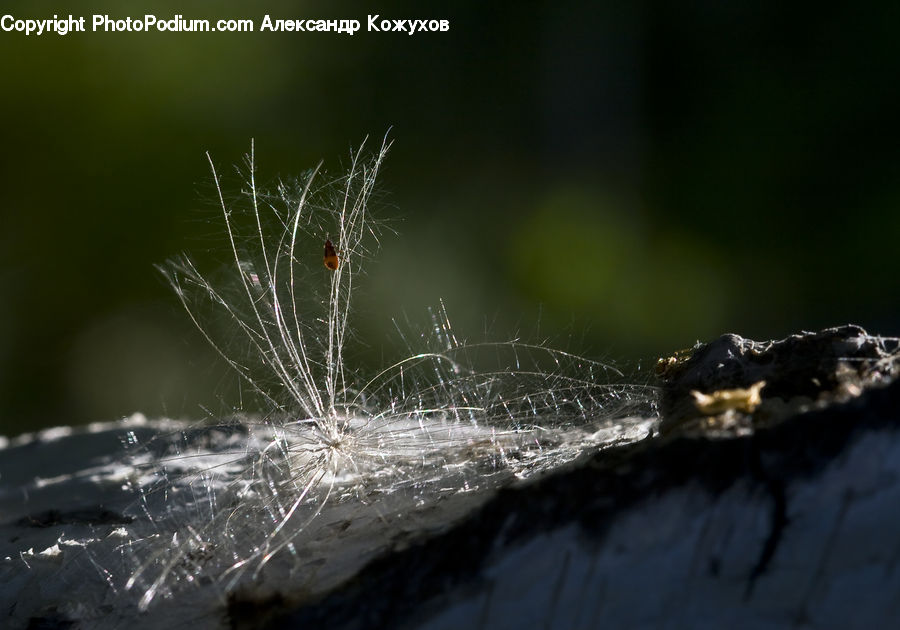 Arachnid, Garden Spider, Insect, Invertebrate, Spider, Animal, Cattle