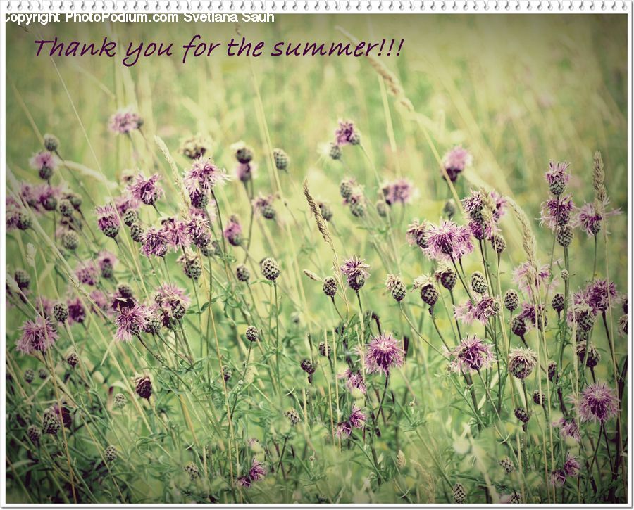 Lavender, Plant, Blossom, Flora, Flower, Geranium, Herbal