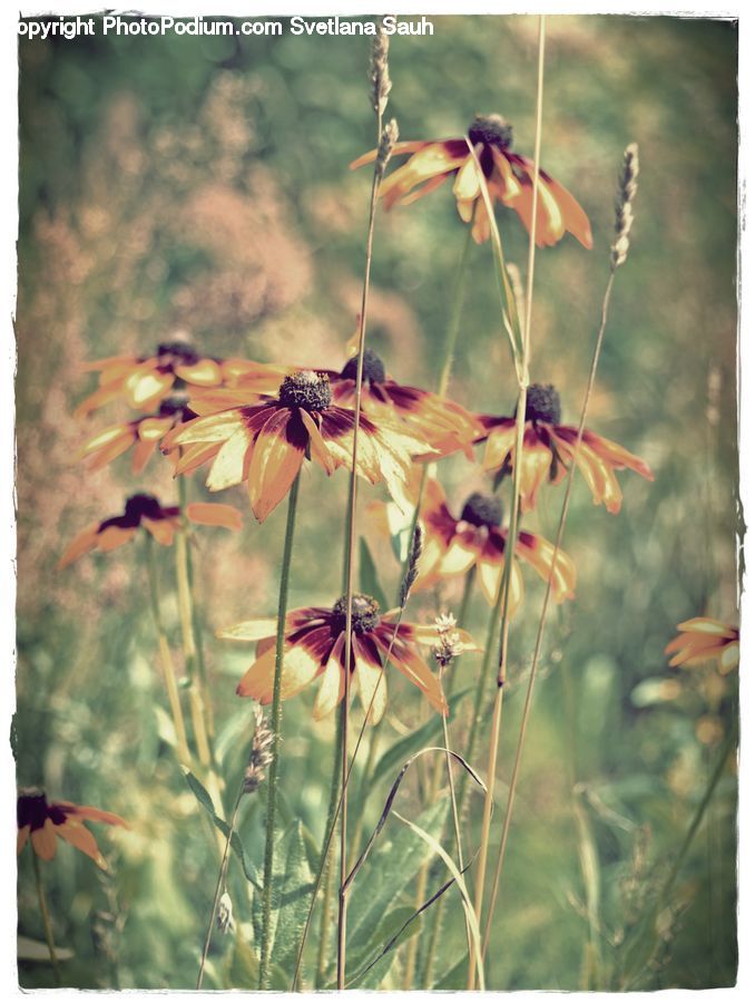 Flora, Flower, Gladiolus, Plant, Potted Plant, Aquilegia, Blossom