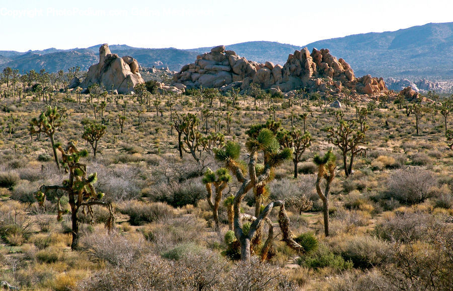 Outdoors, Wilderness, Rock, Oak, Tree, Wood, Mountain