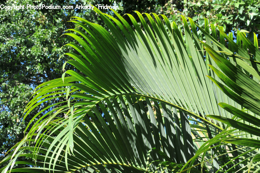 Arecaceae, Palm Tree, Plant, Tree, Fern, Blossom, Flora
