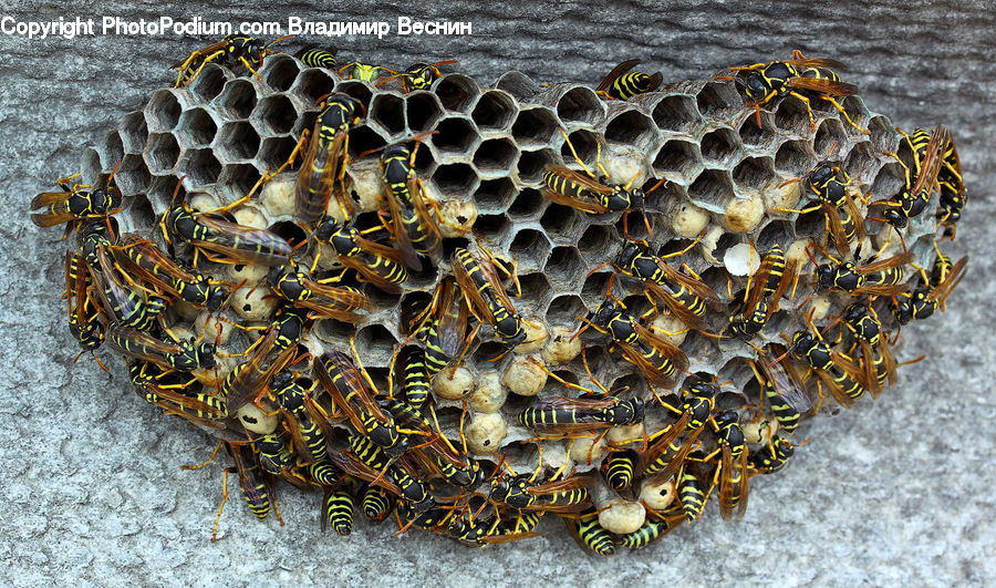Bee, Insect, Invertebrate