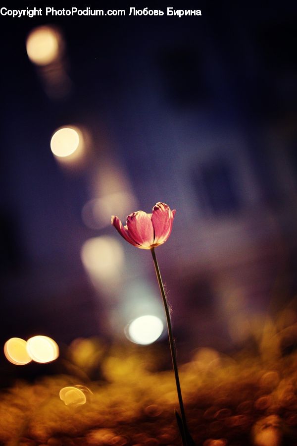 Blossom, Flora, Flower, Plant, Tulip, Weed, Light