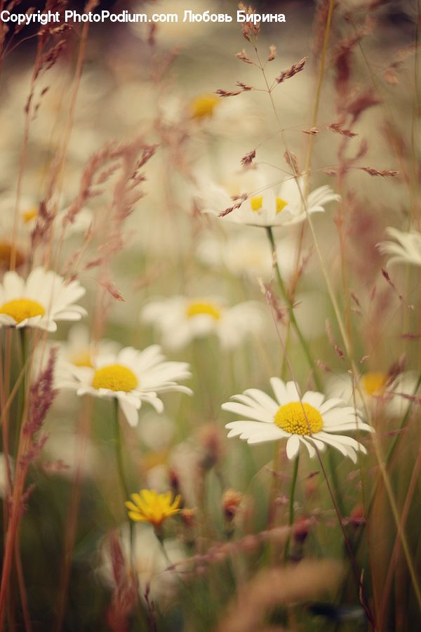 Cosmos, Daisies, Daisy, Flower, Plant, Blossom, Flora