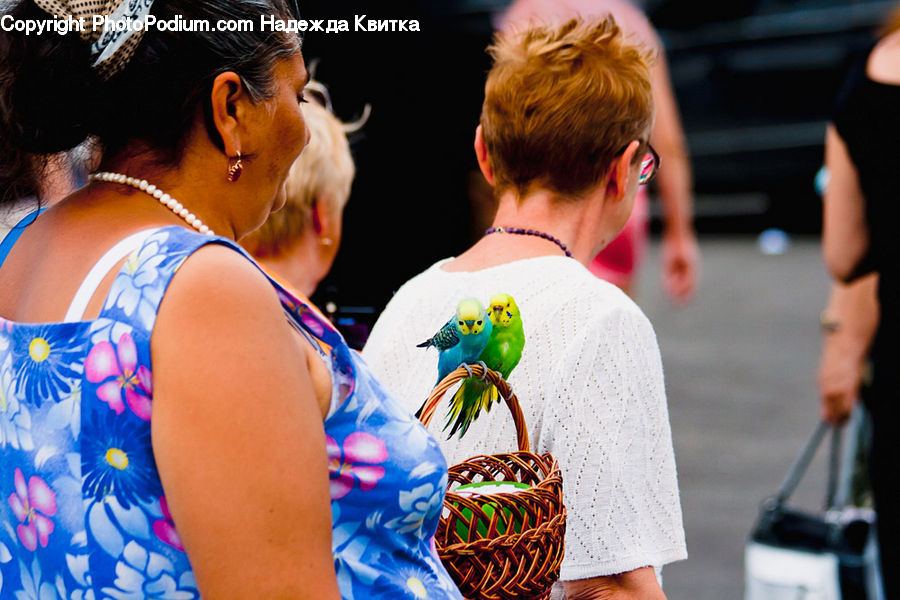 People, Person, Human, Bird, Parakeet, Parrot, Bikini