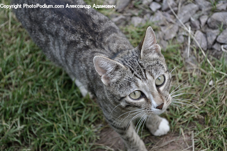 Animal, Cat, Kitten, Mammal, Pet