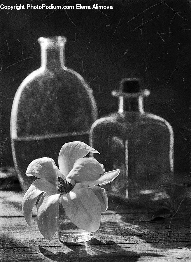 Bottle, Flora, Flower, Iris, Plant, Blossom, Lily